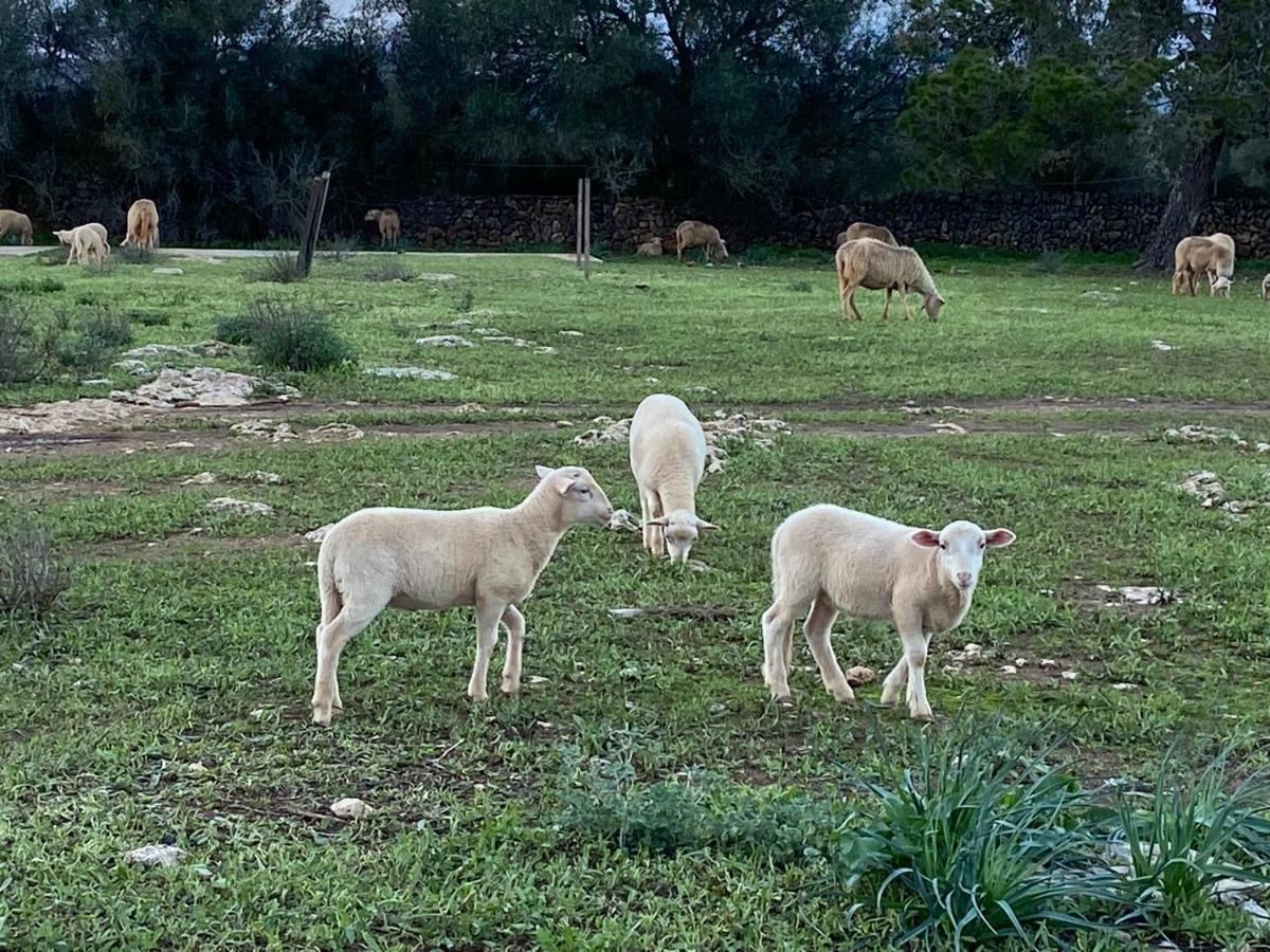 Séjour à la ferme Sa Canova Campos (Mallorca)