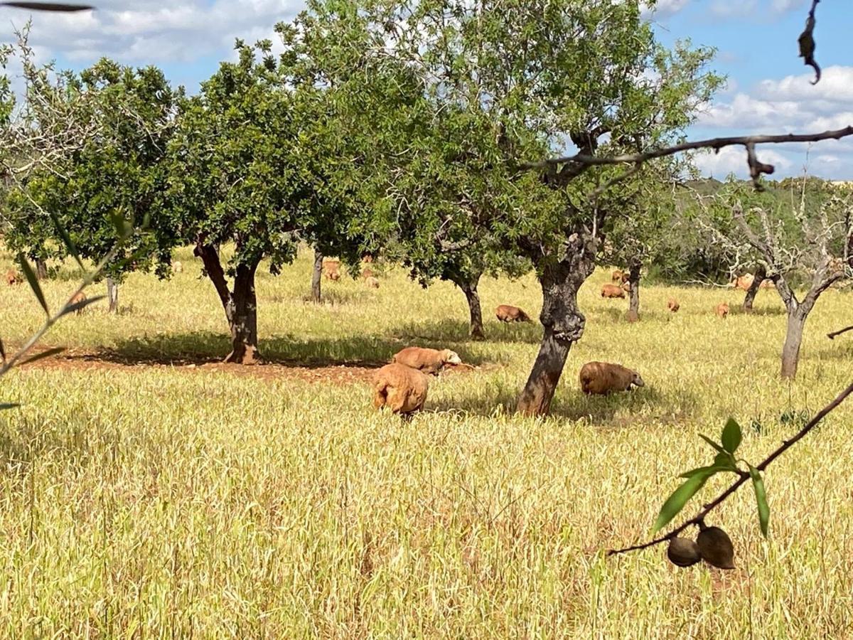 Sa Canova Agroturismo Campos (Mallorca)
